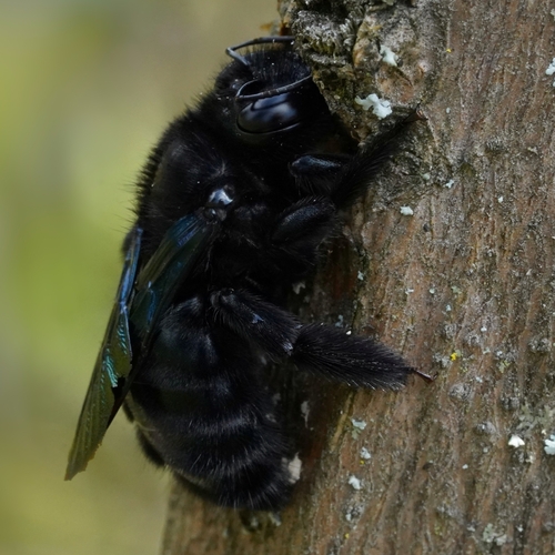Green-tailed Carpenter