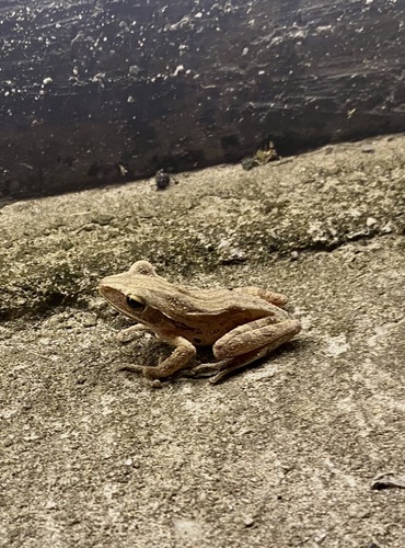 Polypedates leucomystax