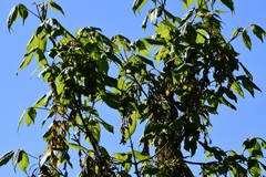 Acer negundo mexicanum