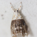 Lipocosmodes fuliginosalis - Photo (c) Joshua Doby,  זכויות יוצרים חלקיות (CC BY-NC)