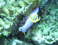 Hypselodoris apolegma
