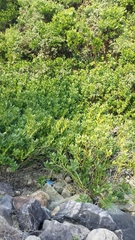 Acanthus ilicifolius