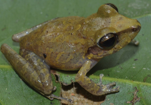 Pristimantis latro