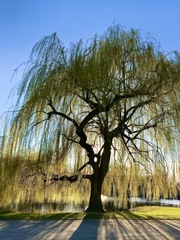 Salix × sepulcralis