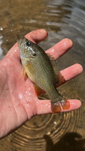 Lepomis cyanellus