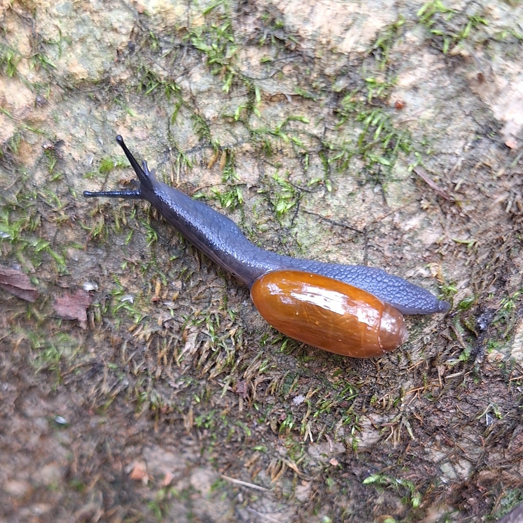 Streptostyla novoleonis