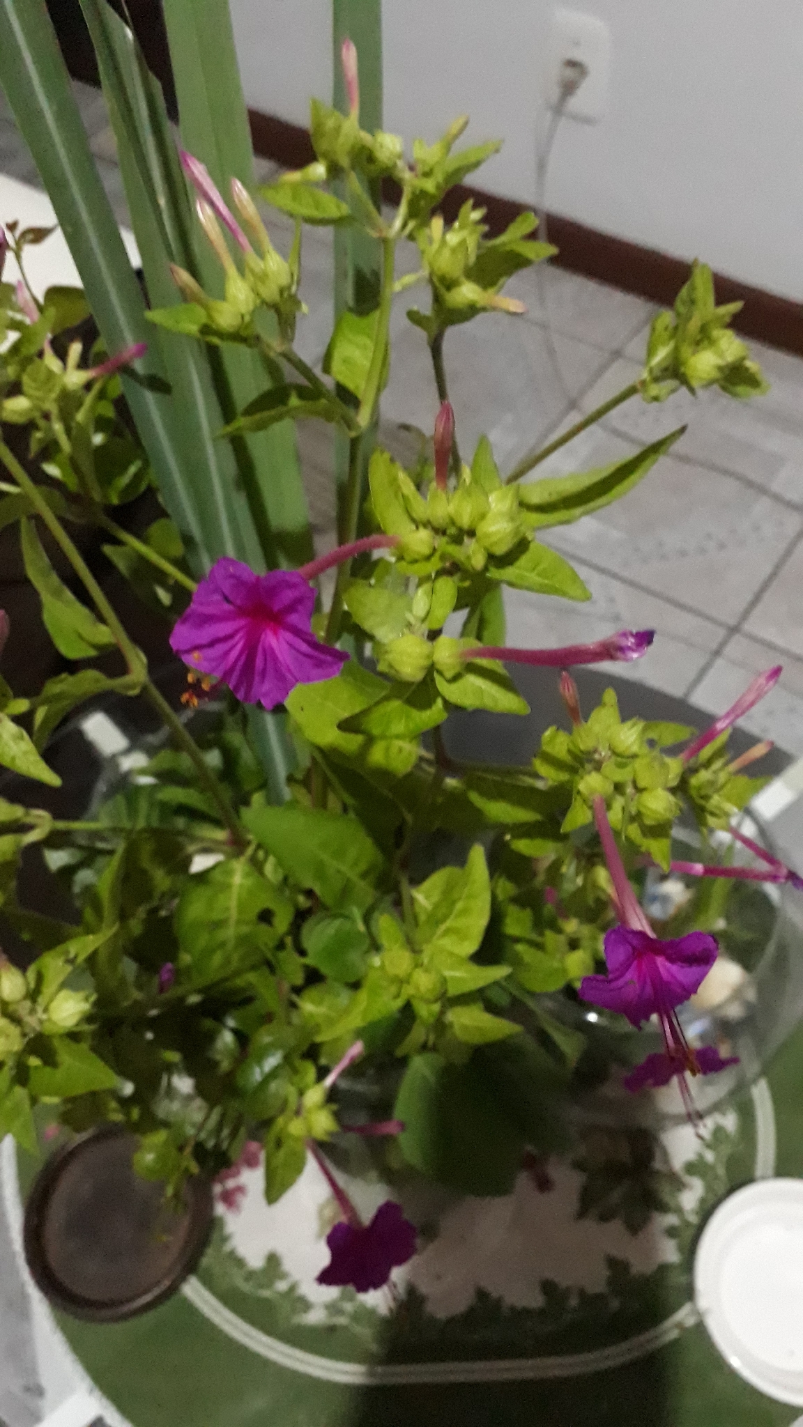 Mirabilis jalapa
