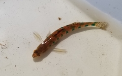 Etheostoma gracile