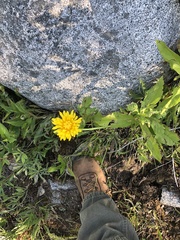 Agoseris glauca glauca