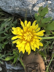 Agoseris glauca glauca