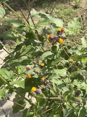 Simsia eurylepis