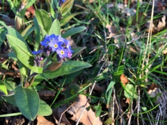 Myosotis sylvatica