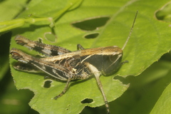 Boopedon flaviventris