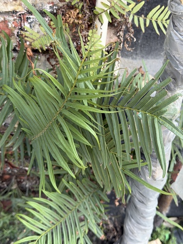 Pteris longifolia observed 2026-04-24