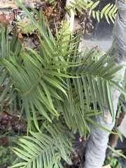 Pteris longifolia, photograph author not stated, no rights reserved