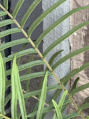 Pteris longifolia, photograph 4