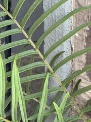 Pteris longifolia, photograph author not stated, no rights reserved