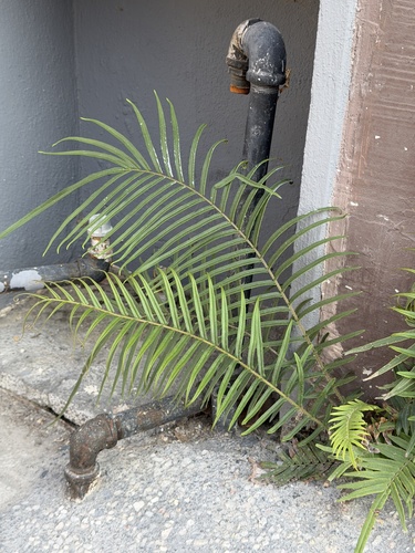 Pteris longifolia observed 2026-04-24