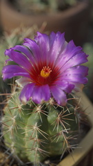 Thelocactus bicolor