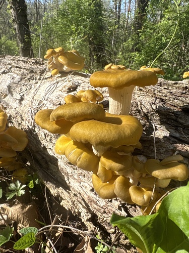 Golden Oyster Mushroom