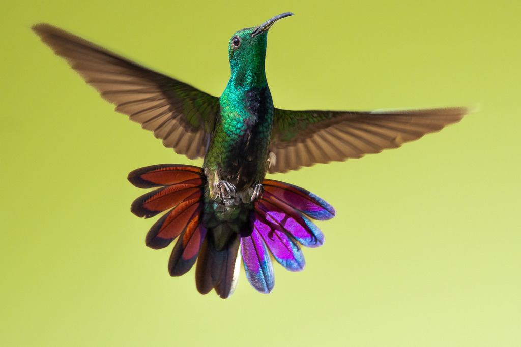 Green-throated Mango