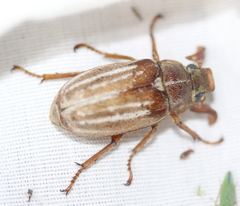 Polyphylla occidentalis