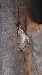Nusalala tessellata