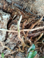 Microgramma lycopodioides, photograph (c) Arturo Benavides Mendoza, some rights reserved (CC BY)
