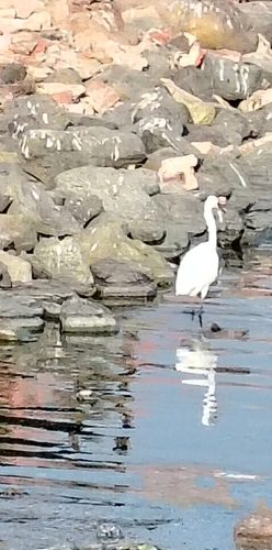 Western Reef Heron