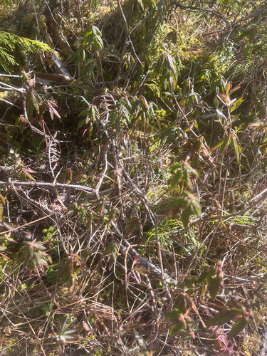 Rhododendron groenlandicum