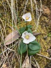Pseudotrillium rivale
