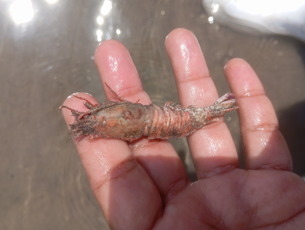 hardhusk rock shrimp