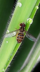 Toxomerus pulchellus