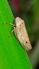 Curtara
