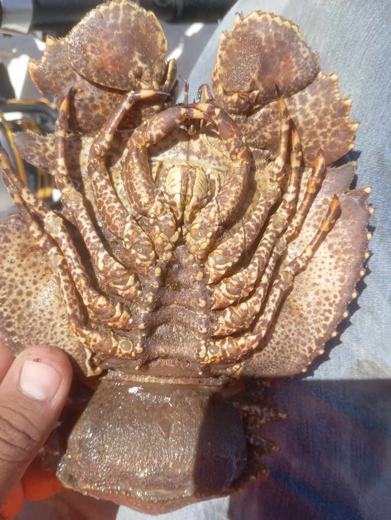 Shield Fan Lobster