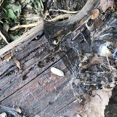 Deroceras reticulatum