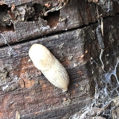 Deroceras reticulatum