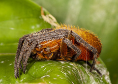 Eriophora fuliginea