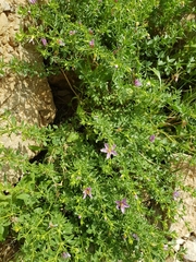 Fagonia mollis