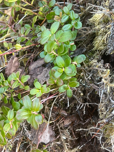 Vaccinium vitis-idaea