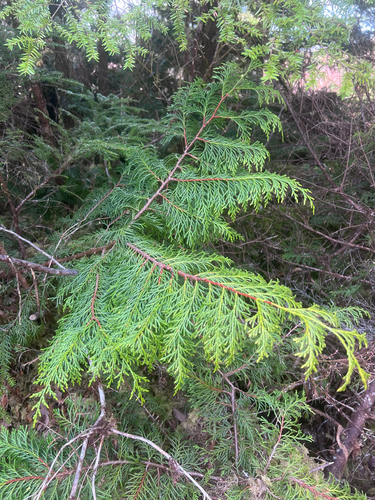 Callitropsis nootkatensis