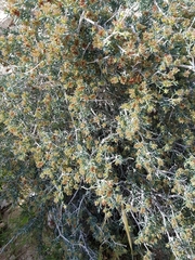 Gymnocarpos decander