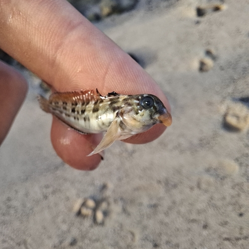 Parablennius parvicornis