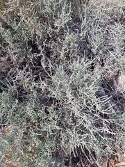 Anabasis articulata