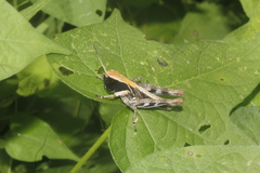 Boopedon flaviventris