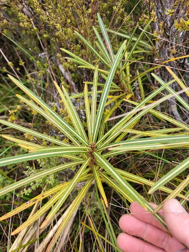Pseudopanax linearis, photograph 4