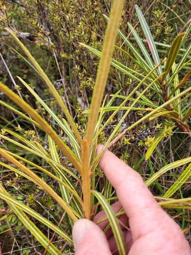Pseudopanax linearis, photograph 5