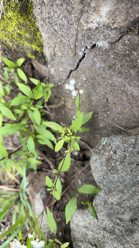 Ageratina riparia observed 2026-04-24