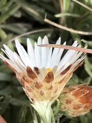 Helichrysum argentissimum