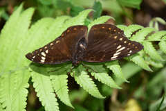 Lexias aeetes